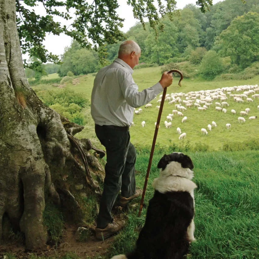 wandelstok herder kastanjehout