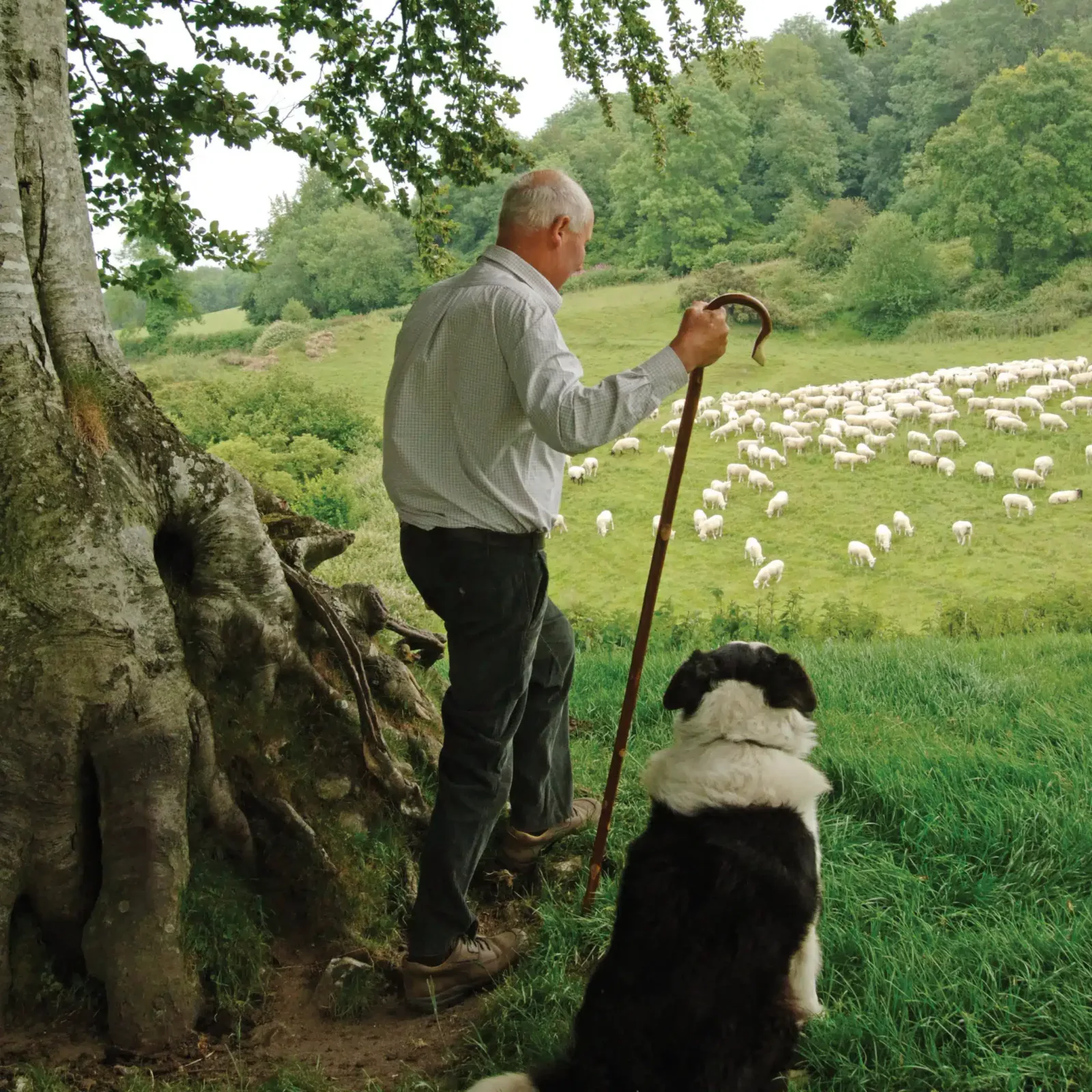 wandelstok herder kastanjehout