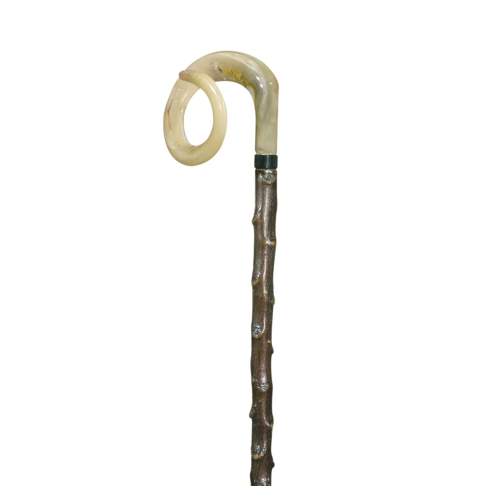 herdersstaf ramshoorn gekruld