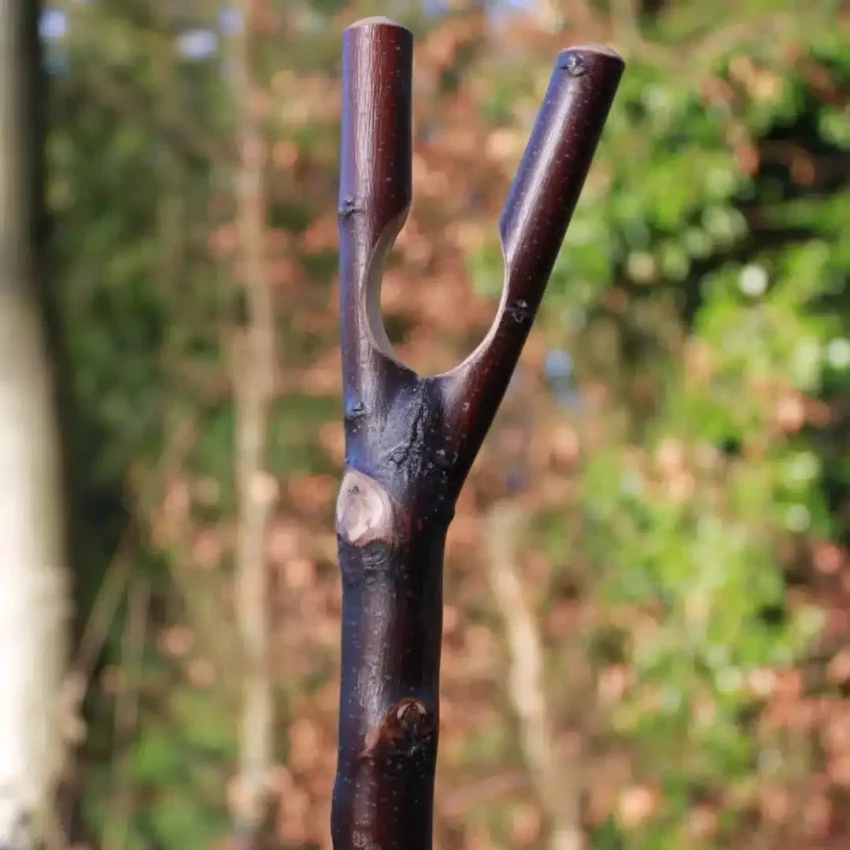 wandelstok duimstok donkerbruin
